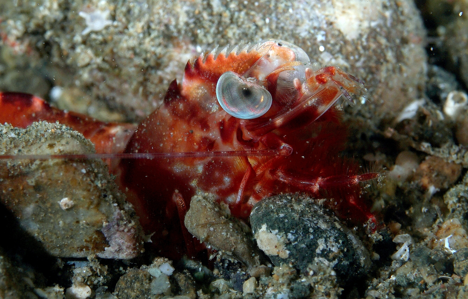 Banda Sea 2018 - DSC05581_rc - Humpback prawn -  - Metapenaeopsis lamellata.jpg